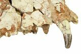 Fossil Hyaenodon Partial Skull - South Dakota #342200-6